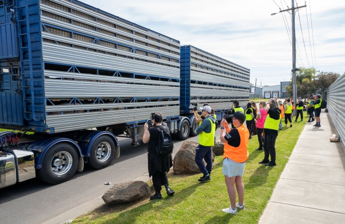 Activists bear witness to pigs in transportation truck at Diamond Valley Pork