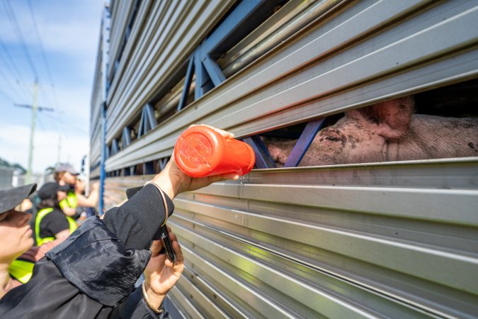 Activist gives pig drinking water at Diamond Valley Pork