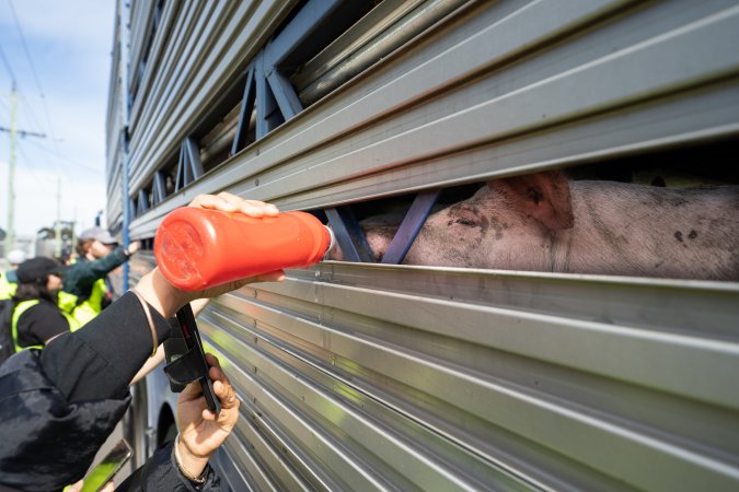 Activist gives pig drinking water at Diamond Valley Pork