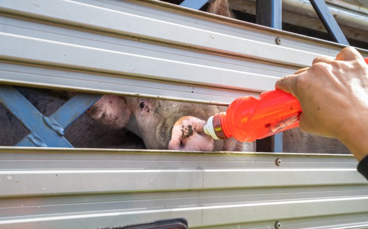 Activist gives pig drinking water at Diamond Valley Pork