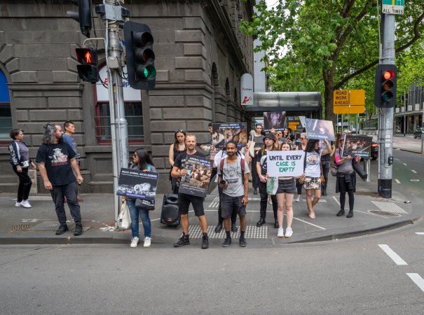 Activists protest the widespread use of cages for pigs