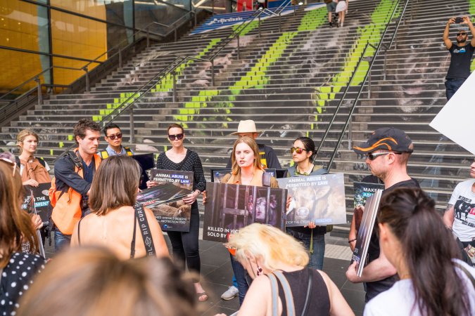 Activists protest the widespread use of cages for pigs