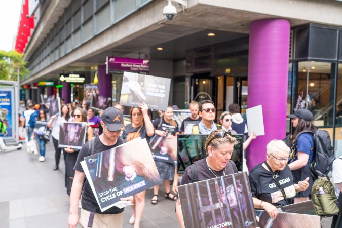 Activists protest the widespread use of cages for pigs