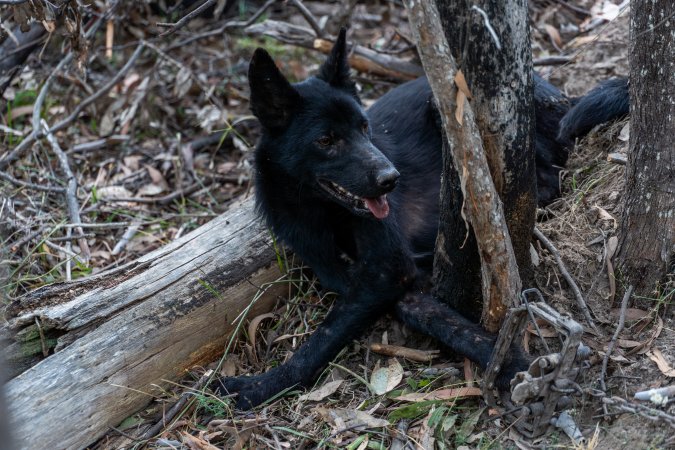 Dingo trapped in foothold trap