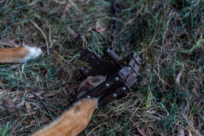 Dingo trapped in foothold trap