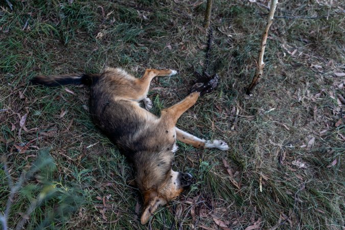 Dingo trapped in foothold trap