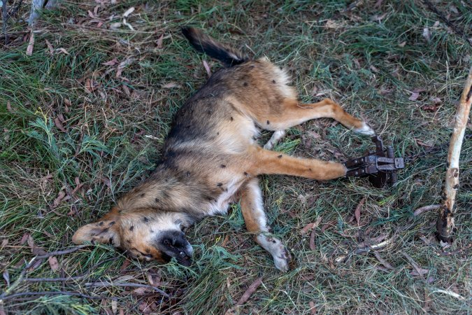 Dingo trapped in foothold trap