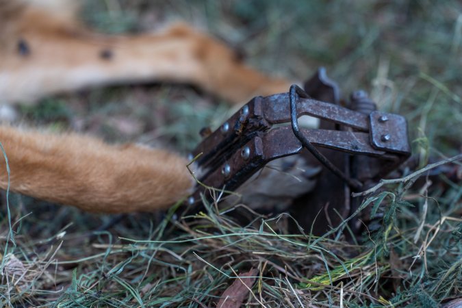 Dingo trapped in foothold trap