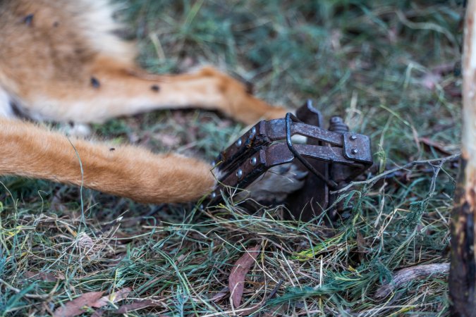 Dingo trapped in foothold trap