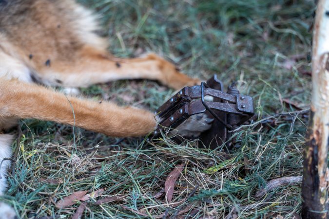 Dingo trapped in foothold trap