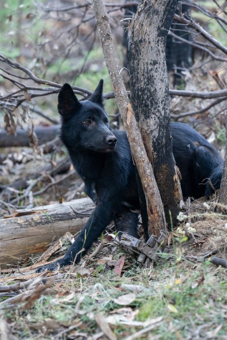 Dingo trapped in foothold trap