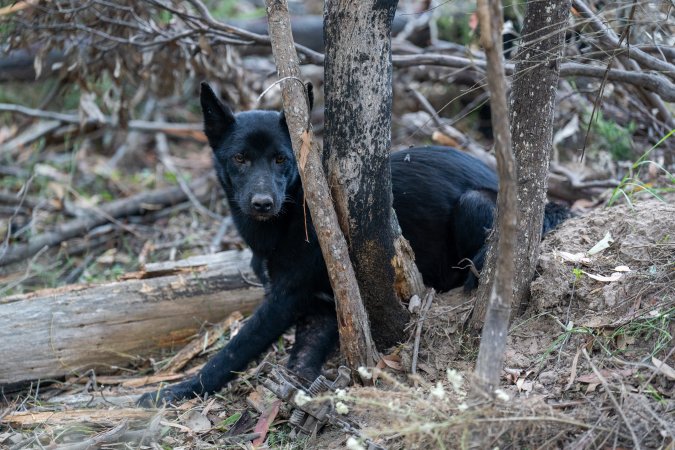 Dingo trapped in foothold trap