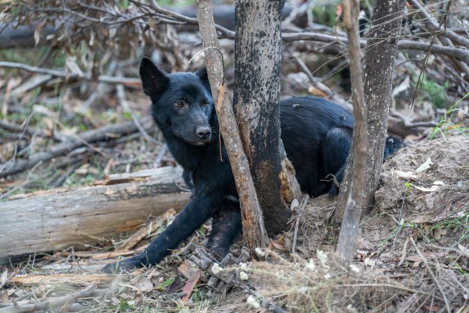 Dingo trapped in foothold trap