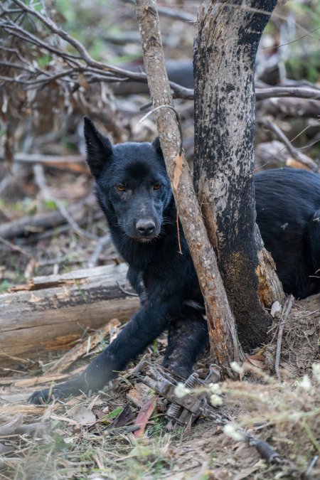 Dingo trapped in foothold trap