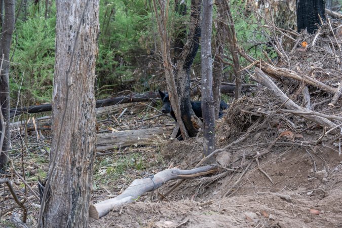 Dingo trapped in foothold trap