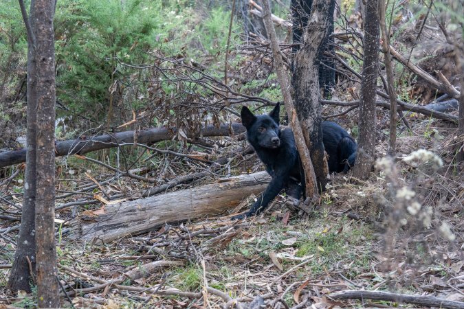 Dingo trapped in foothold trap