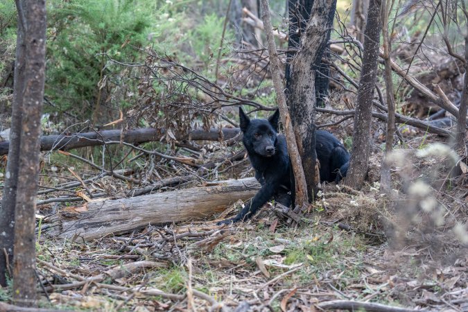 Dingo trapped in foothold trap