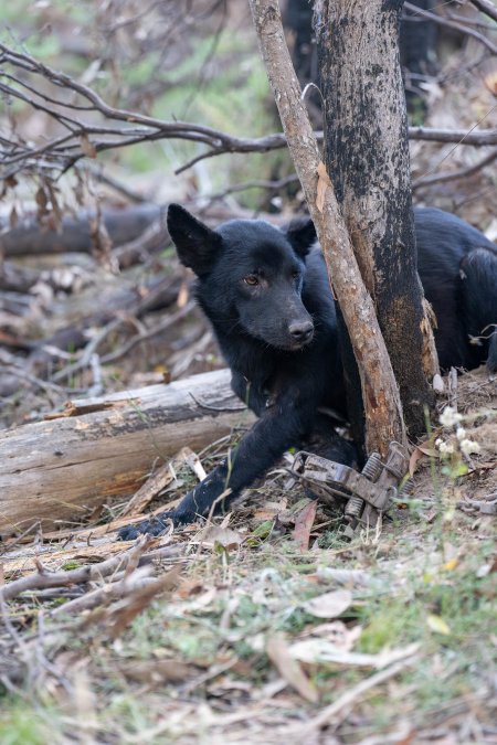 Dingo trapped in foothold trap