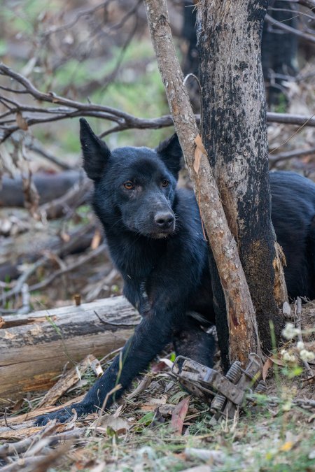 Dingo trapped in foothold trap