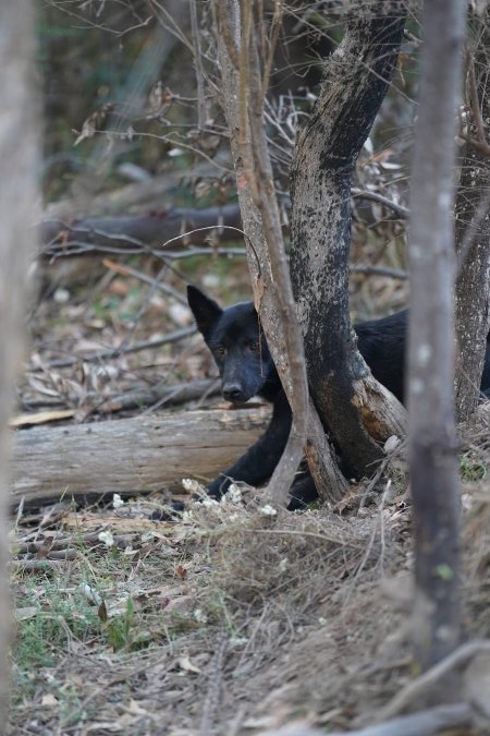 Dingo trapped in foothold trap