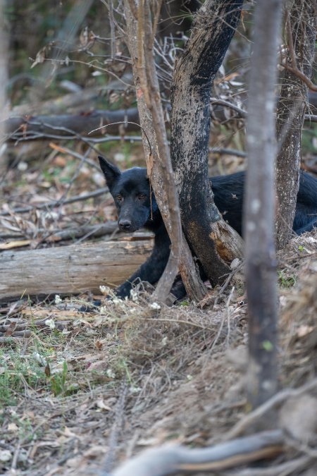 Dingo trapped in foothold trap