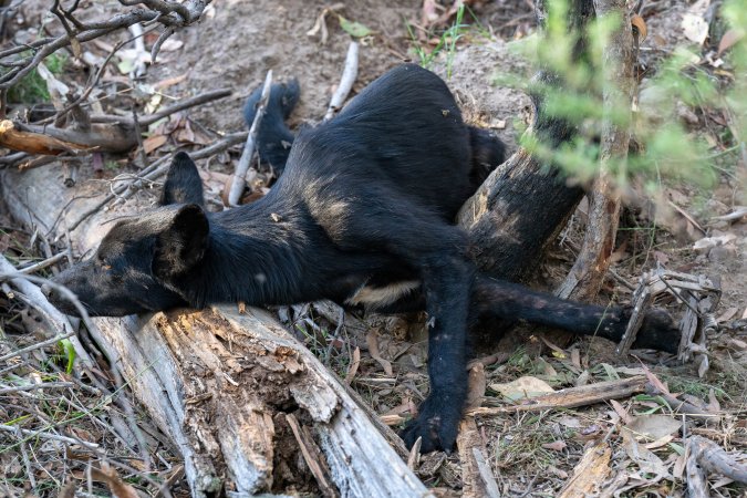 Dingo trapped in foothold trap