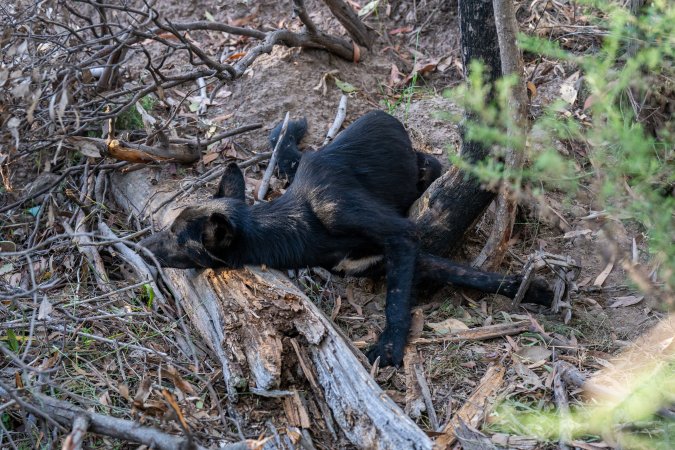 Dingo trapped in foothold trap