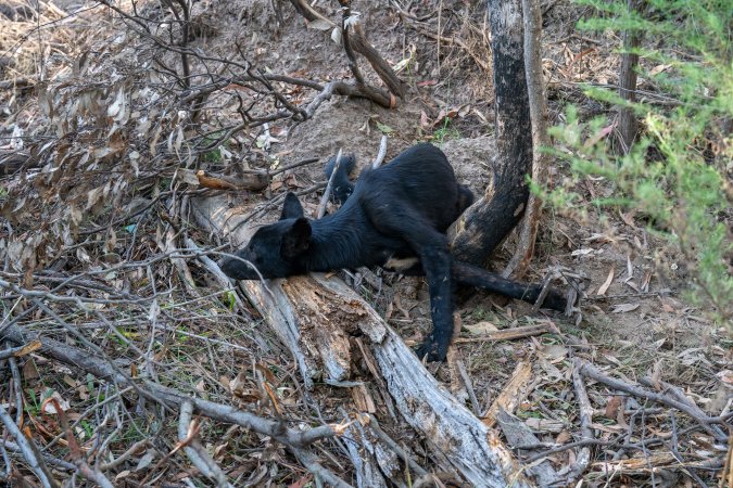 Dingo trapped in foothold trap