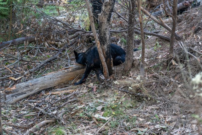 Dingo trapped in foothold trap