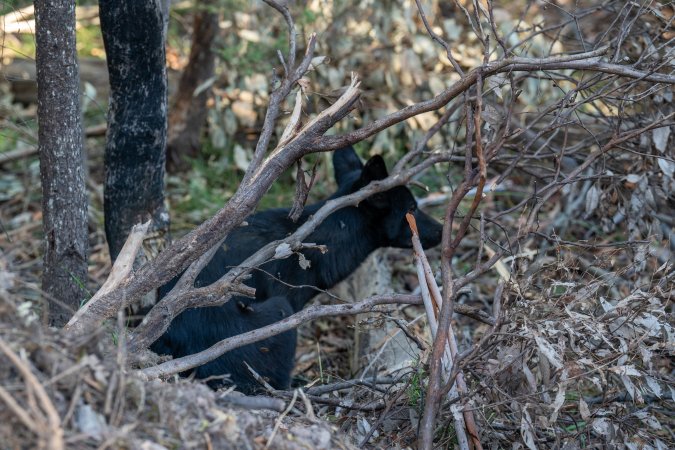 Dingo trapped in foothold trap