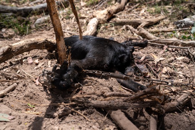 Dingo trapped in foothold trap