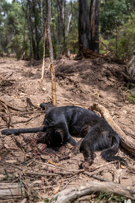 Dingo trapped in foothold trap