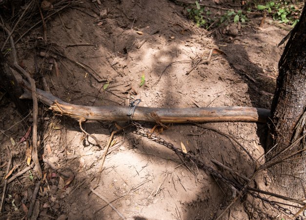 Chain for foothold trap attached to tree branch