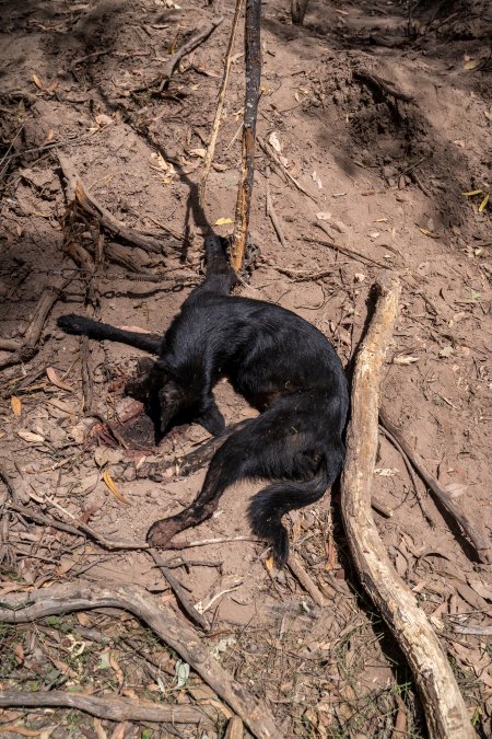 Dingo trapped in foothold trap