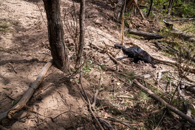 Dingo trapped in foothold trap