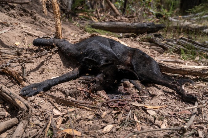 Dingo trapped in foothold trap