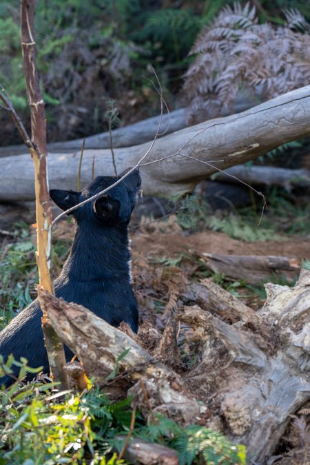 Dingo trapped in foothold trap