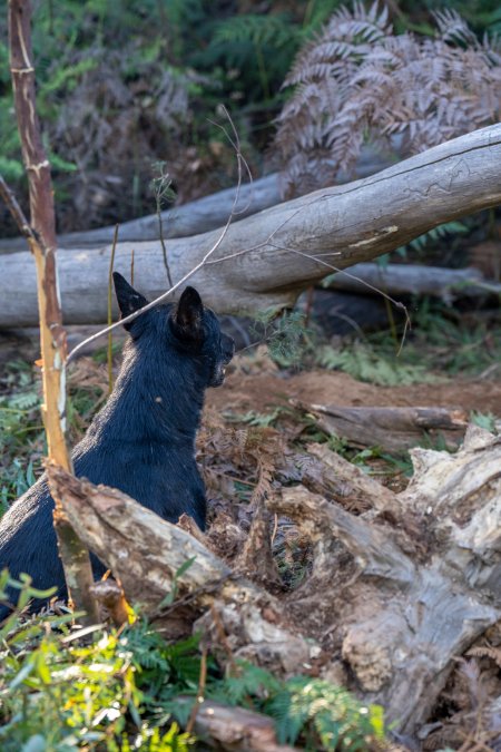 Dingo trapped in foothold trap