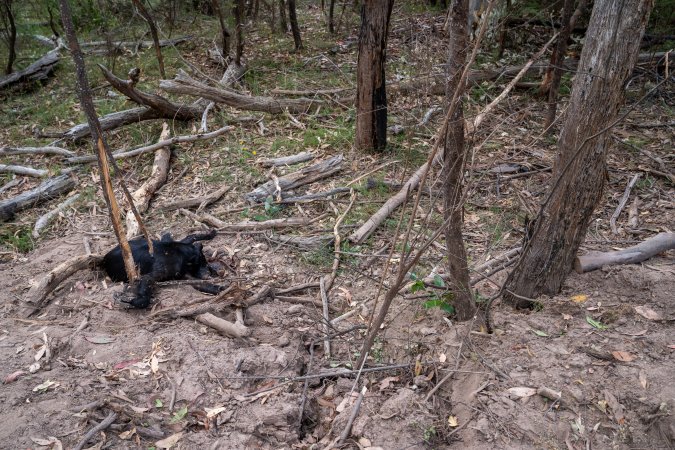 Dingo trapped in foothold trap