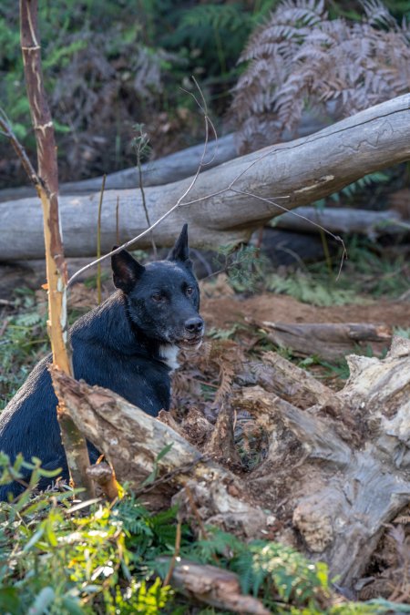 Dingo trapped in foothold trap