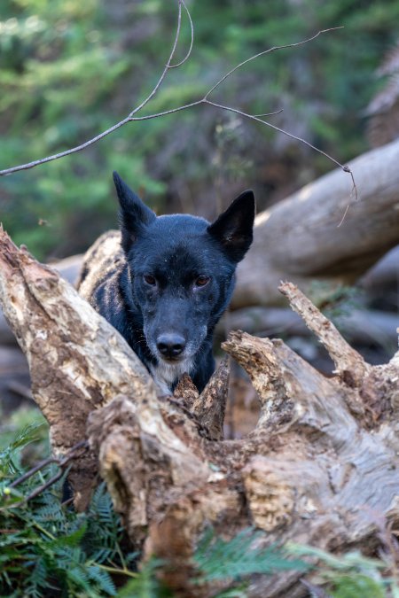 Dingo trapped in foothold trap