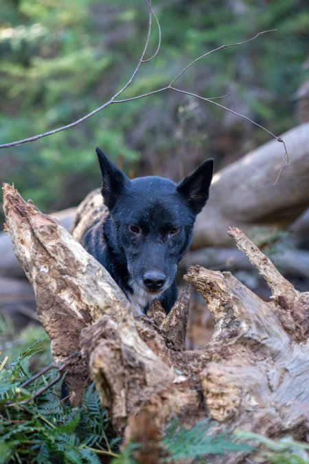 Dingo trapped in foothold trap