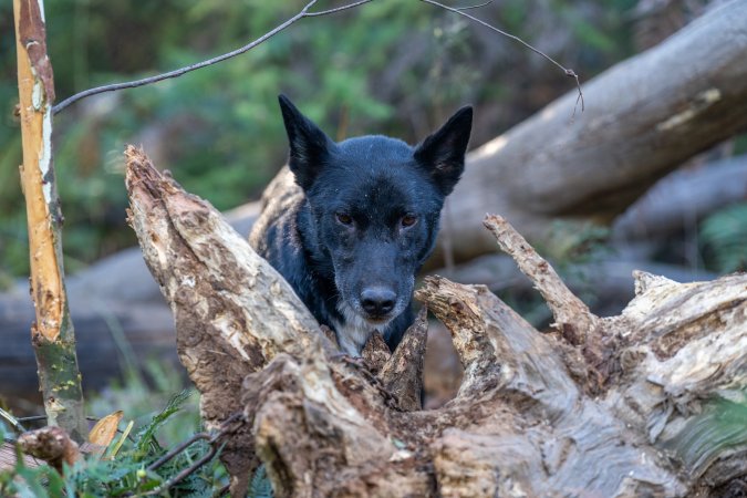 Dingo trapped in foothold trap