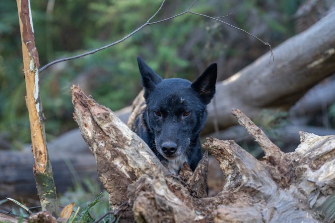 Dingo trapped in foothold trap