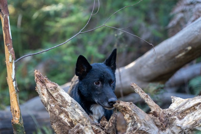 Dingo trapped in foothold trap