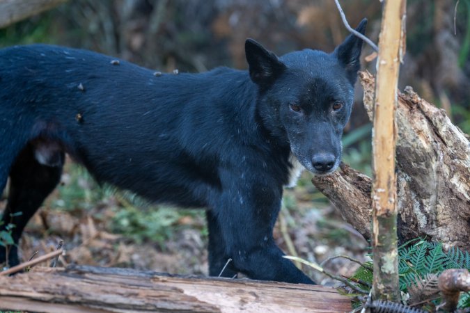 Dingo trapped in foothold trap