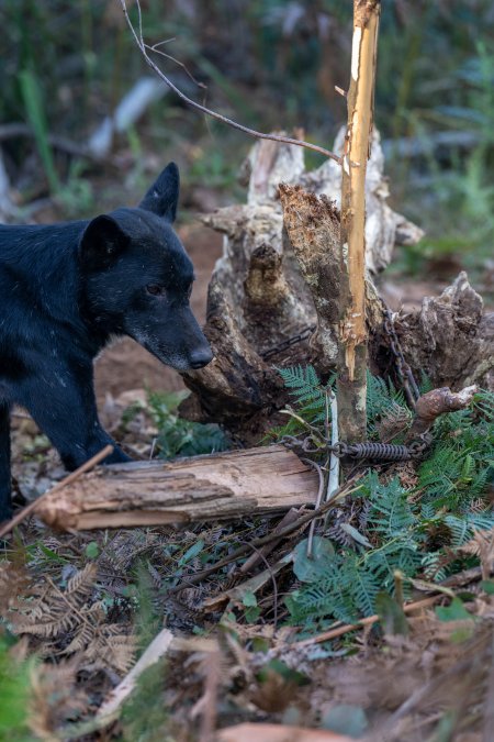 Dingo trapped in foothold trap