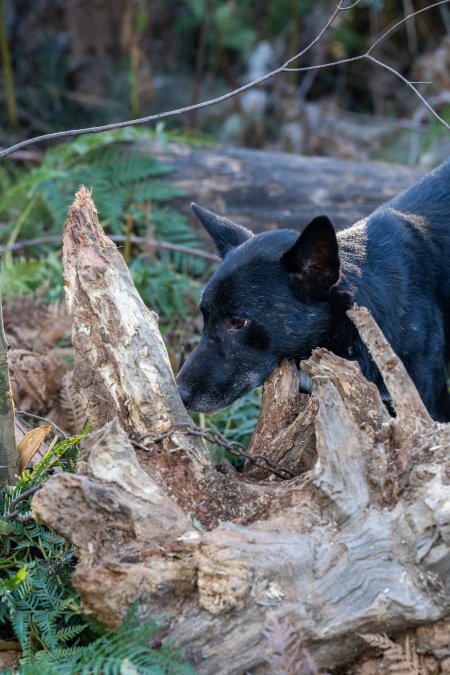 Dingo trapped in foothold trap