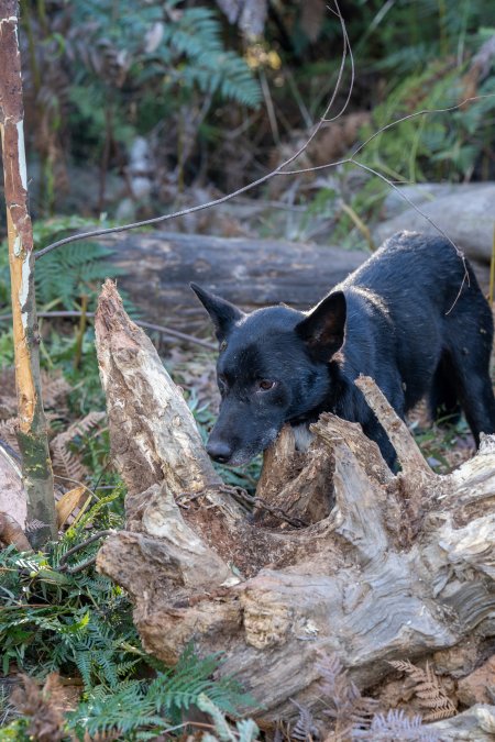 Dingo trapped in foothold trap