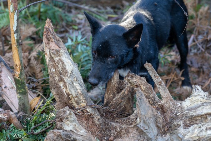 Dingo trapped in foothold trap